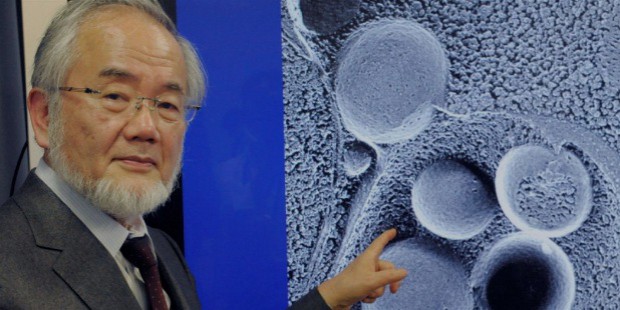 Yoshinori Ohsumi autophagy
